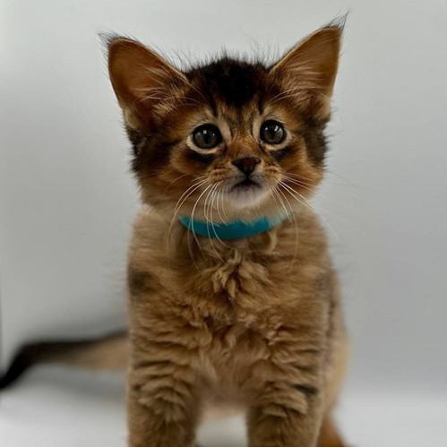 Somali Fluffy Cat 2ドル銀貨 Somali Fluffy Cat 2ドル銀貨