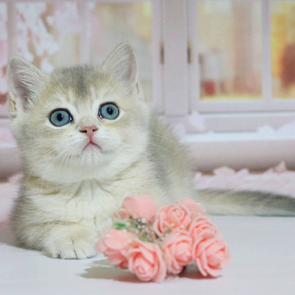 311 Molli (U) British shorthair female kitten