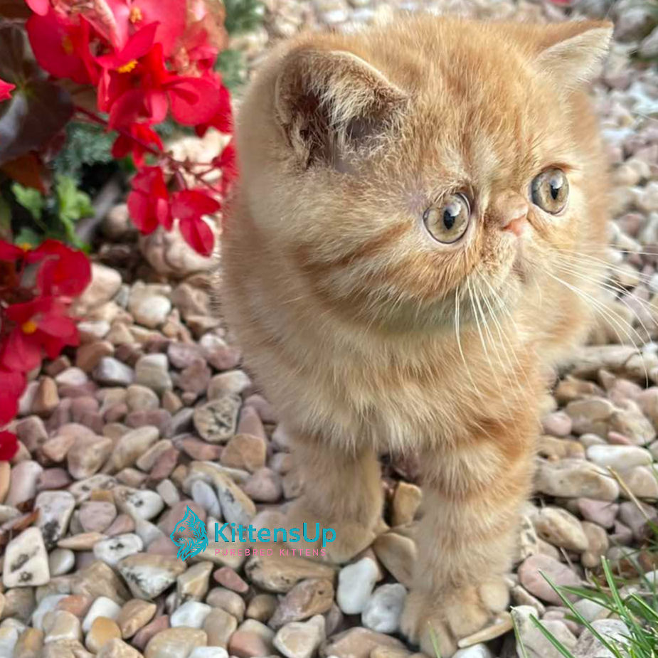 Thumbnail: Exotic shorthair