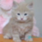 Siberian