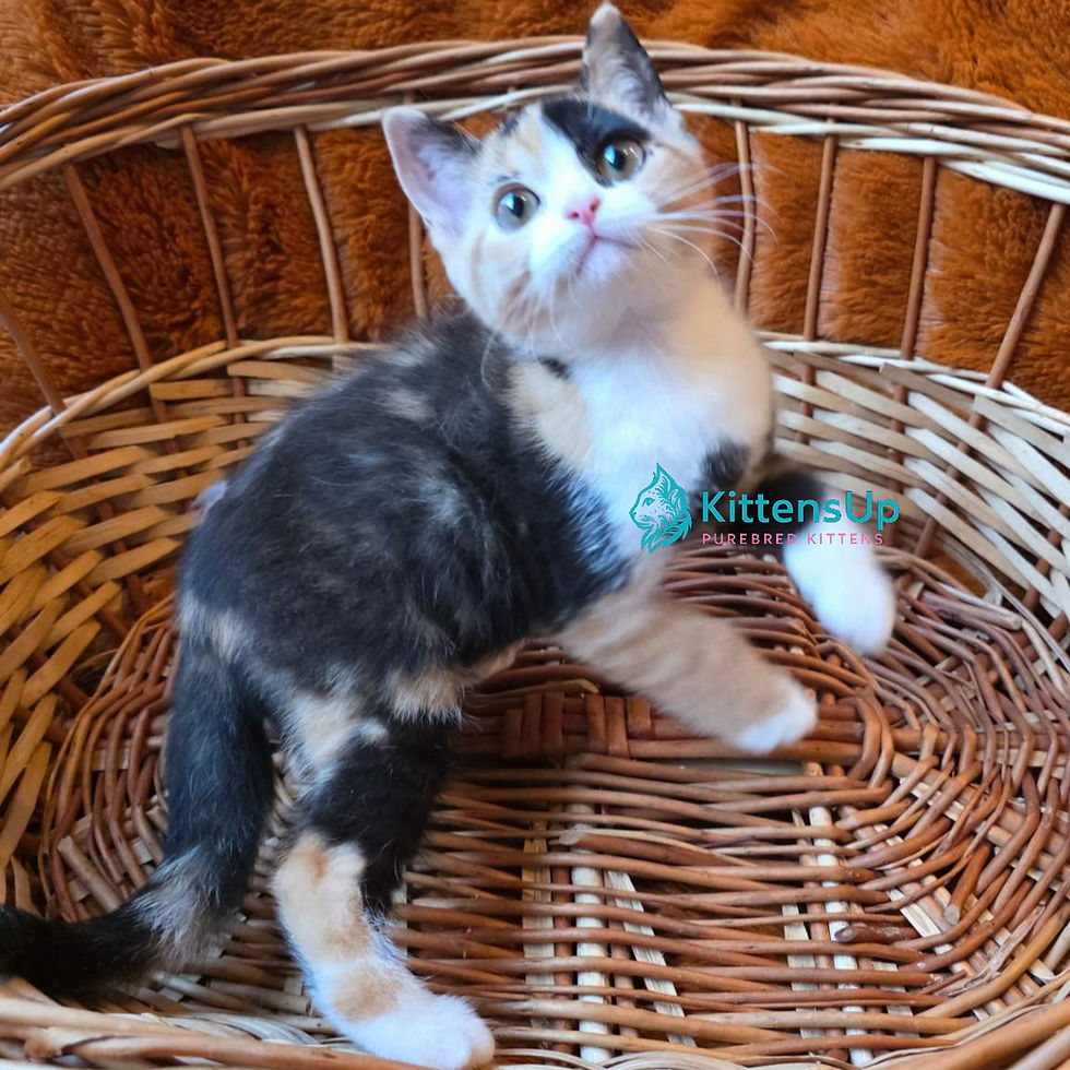 British shorthair