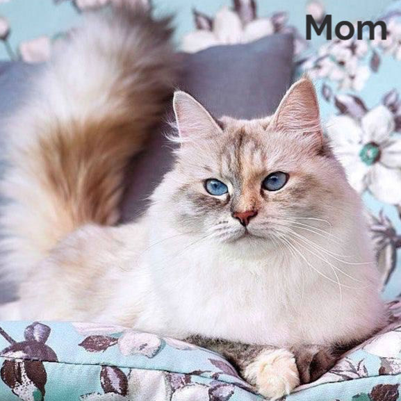 Thumbnail: 252 Juliet (R) Siberian female kitten