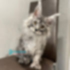 808 Dankos Polydactyl 6/6/6/6 (R) Maine Coon male kitten