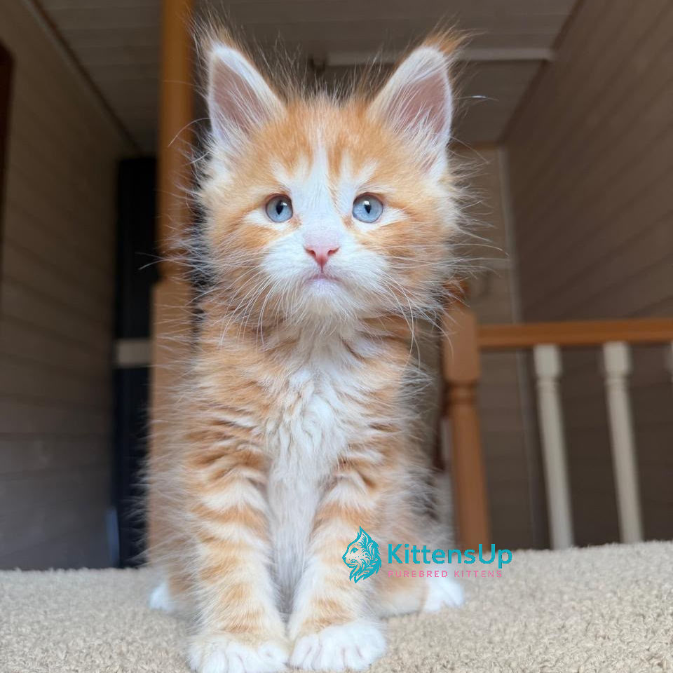 Maine Coon