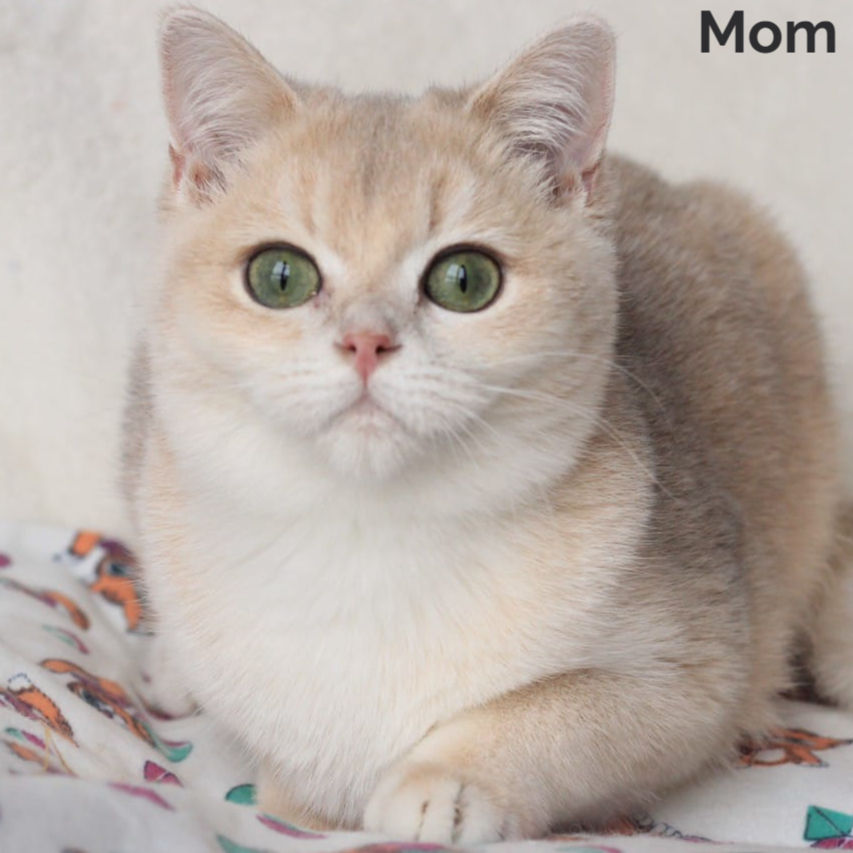Thumbnail: British shorthair