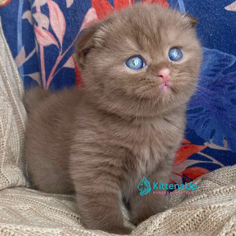 Thumbnail: 272 Miki (U) Scottish Fold shorthair male kitten