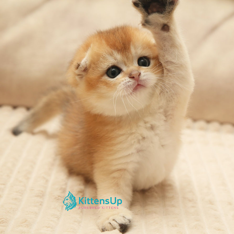Scottish Fold