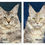 Thumbnail: Maine Coon