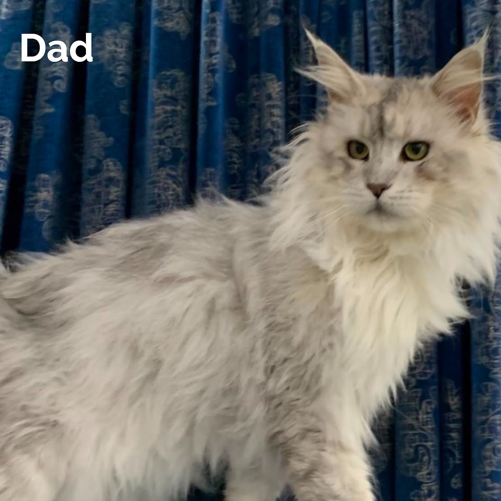 Thumbnail: Maine Coon