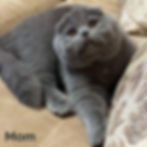 Thumbnail: Scottish fold