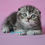 Thumbnail: 017 Misha (U) Scottish Fold shorthair male kitten