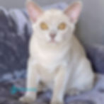 Burmese