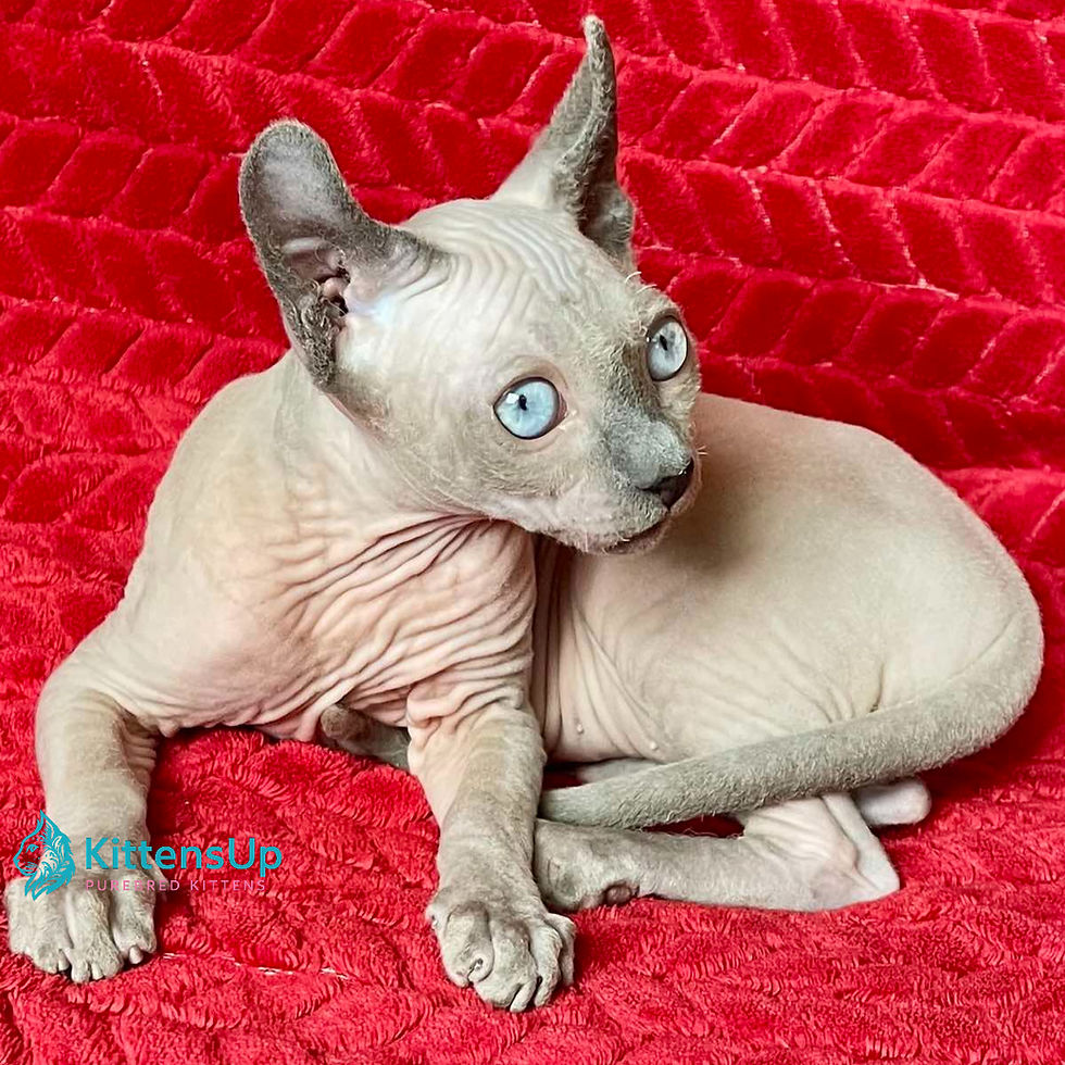 Thumbnail: 244 Bastian (U) Elf  male kitten