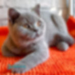 British shorthair
