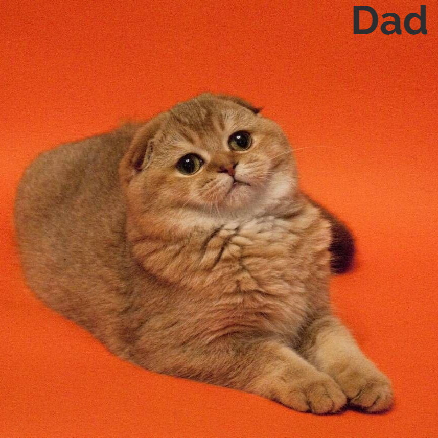 Thumbnail: 659 Nika (U) Scottish Fold shorthair female kitten