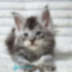 Maine Coon