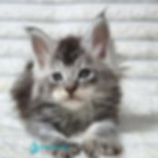 Maine Coon