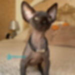 Sphynx