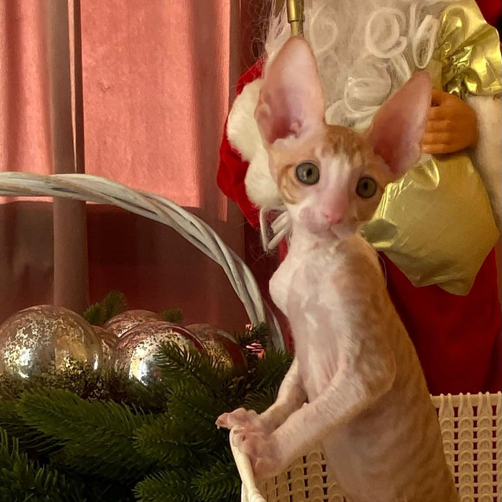 Thumbnail: 098 October (U) Cornish Rex male kitten