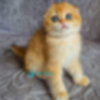 Scottish Fold