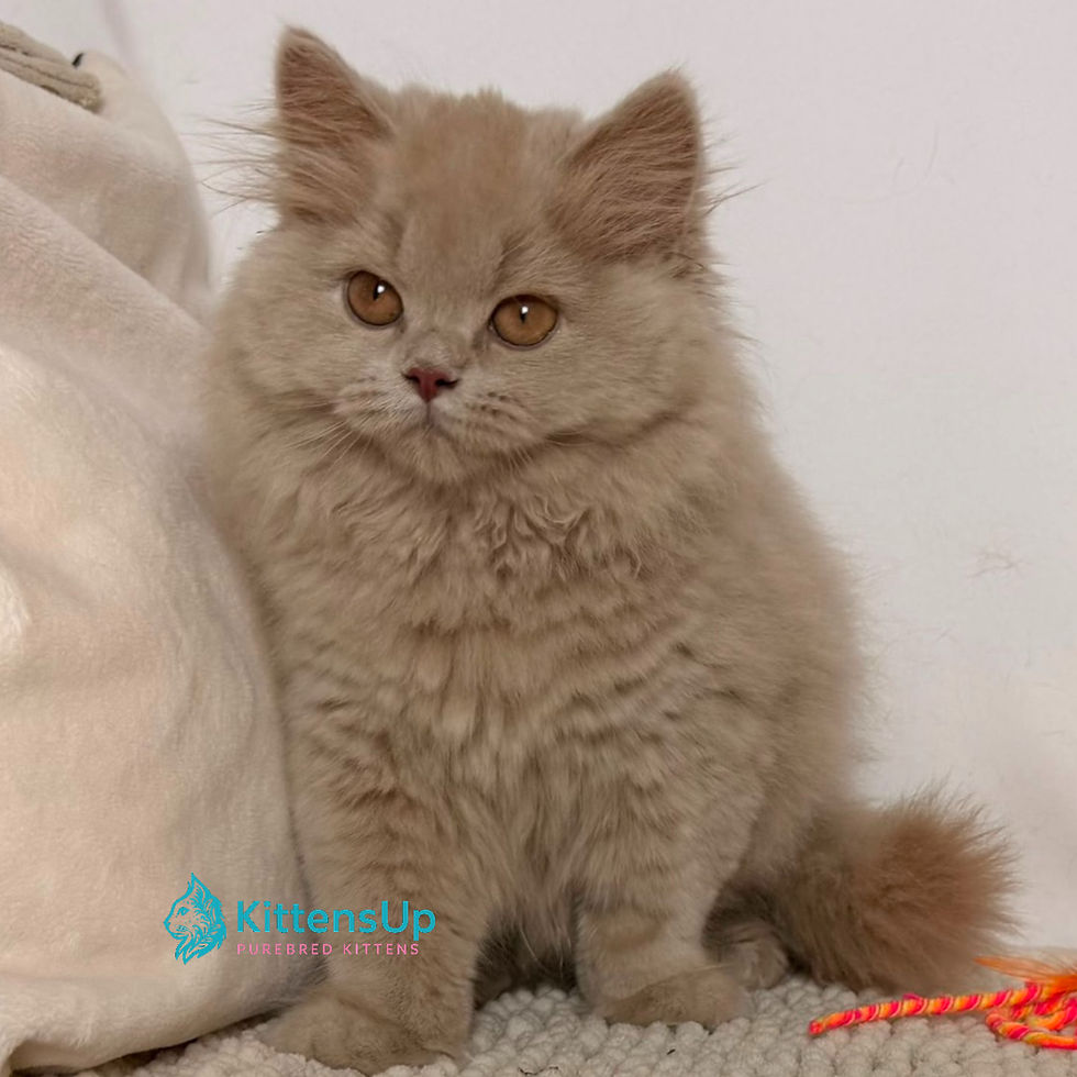 British Longhair