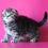 Thumbnail: Scottish fold
