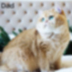 Thumbnail: British shorthair