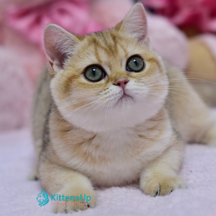 British shorthair