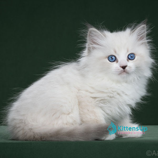 Siberian