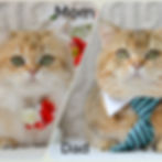 Thumbnail: Munchkin