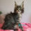 Thumbnail: Maine Coon