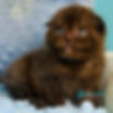 Scottish Fold