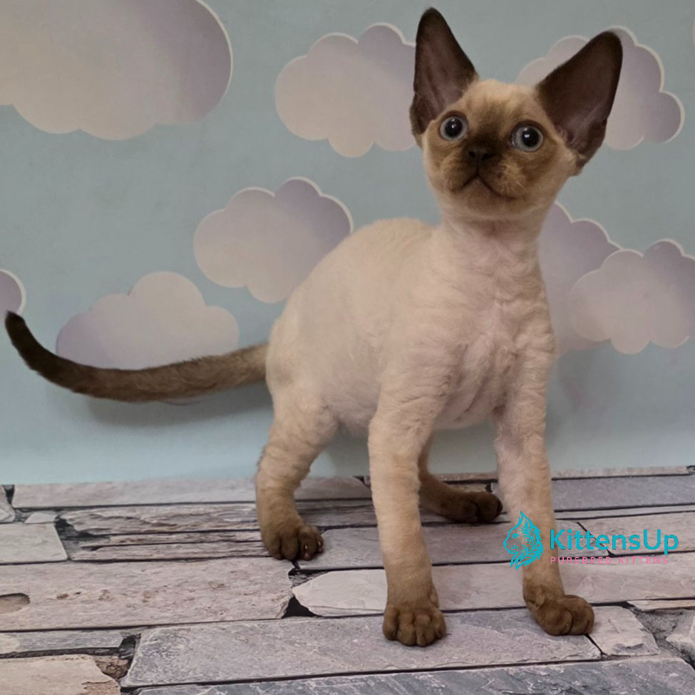 Devon Rex