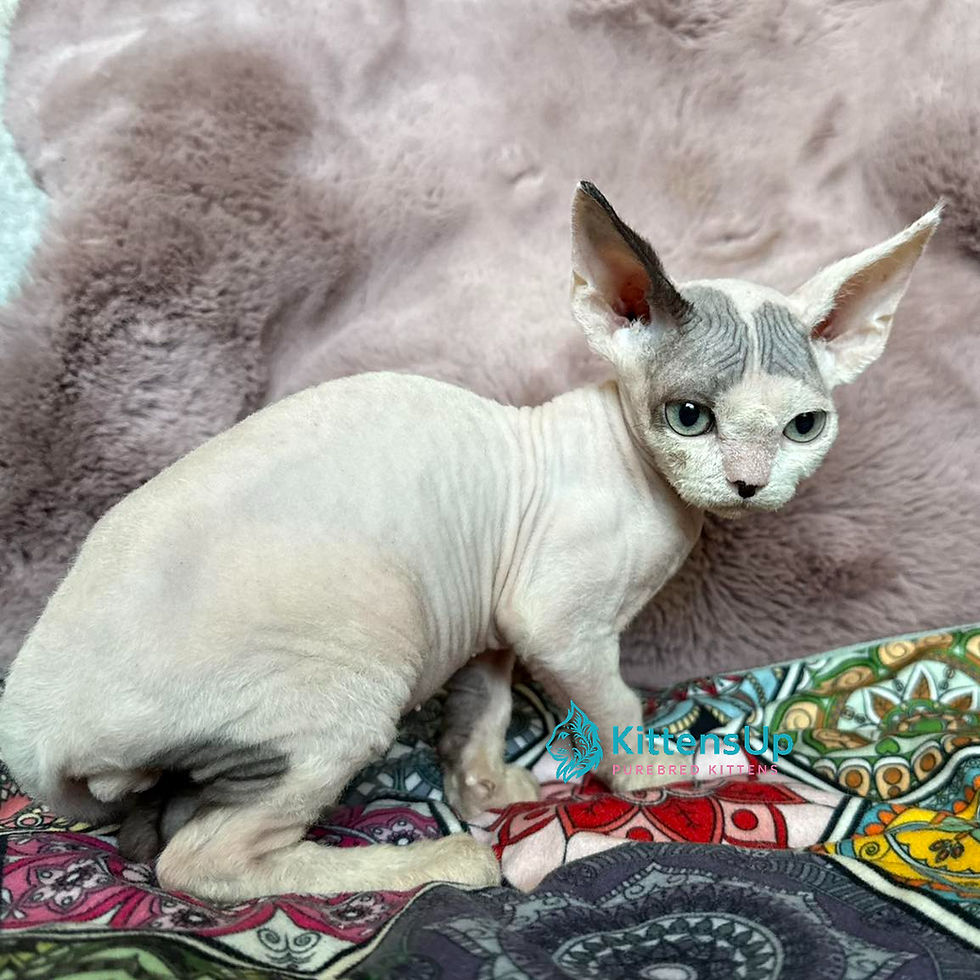 Thumbnail: 257 Van (U) Devon Rex male kitten