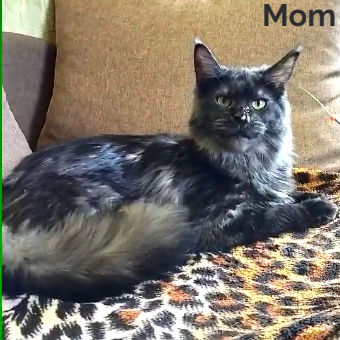 Thumbnail: Maine Coon