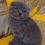 Thumbnail: 036 Luchiano  (U) Scottish fold shorthair male kitten