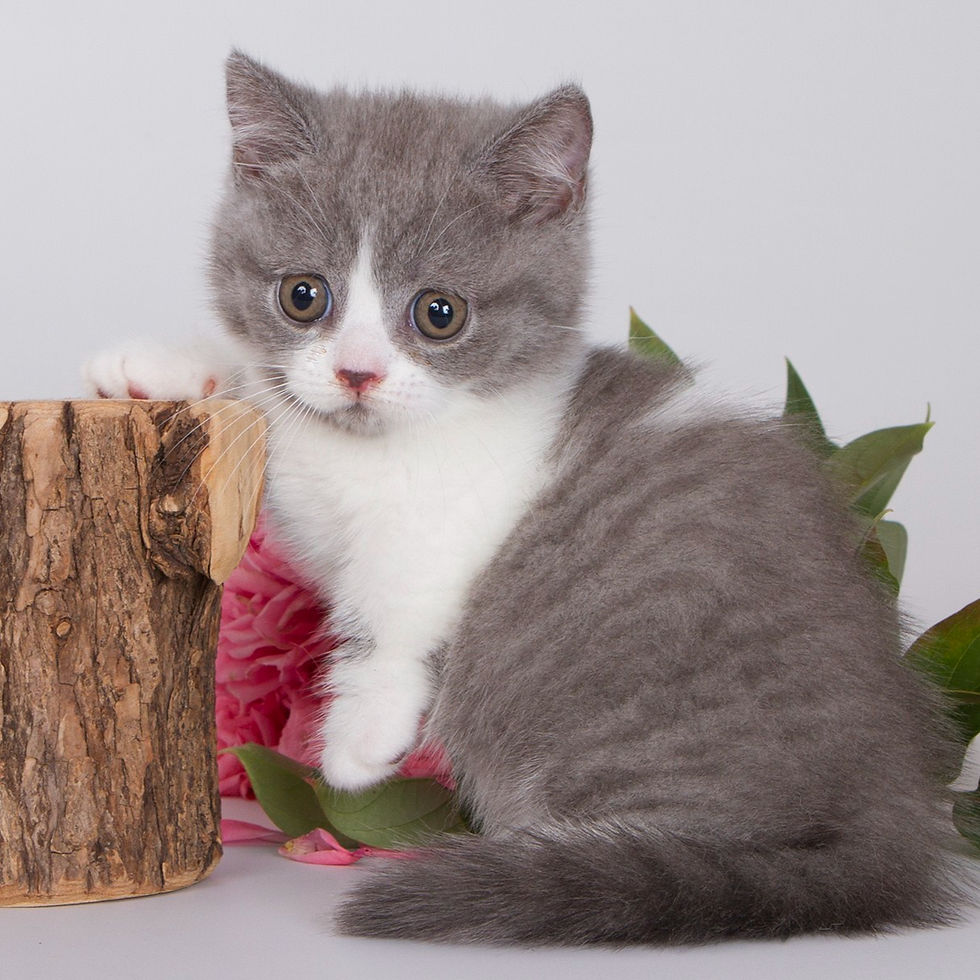 Thumbnail: 308 Darina (U) Munchkin shorthair female kitten