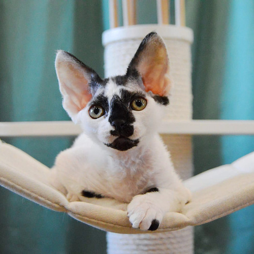 Devon Rex Blue Point Taya Devon Rex Female Black Tortie Spotted