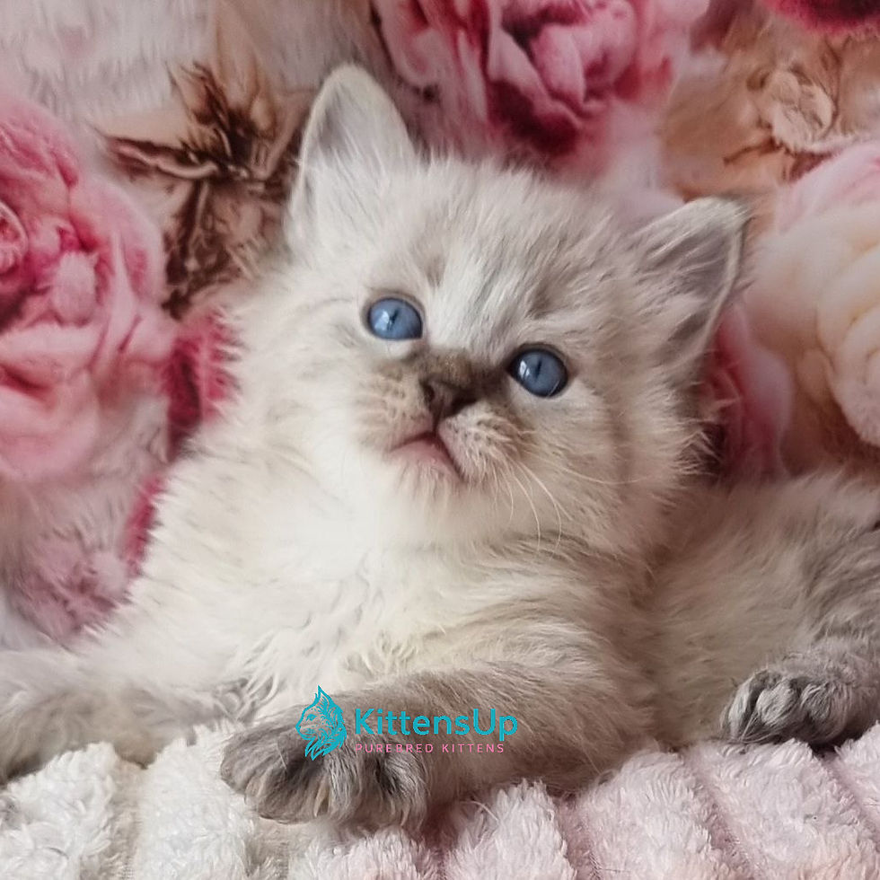 Siberian