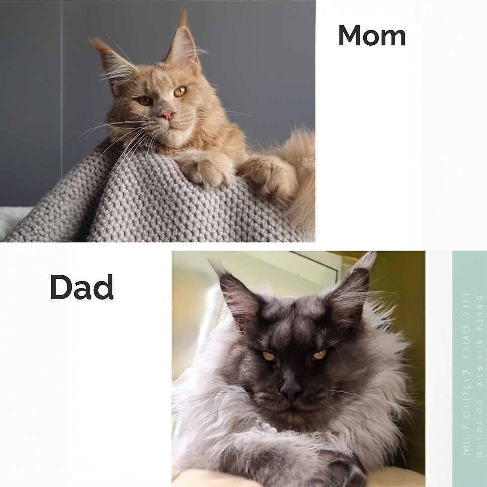 Thumbnail: 646 Korolina (R) Maine Coon female kitten
