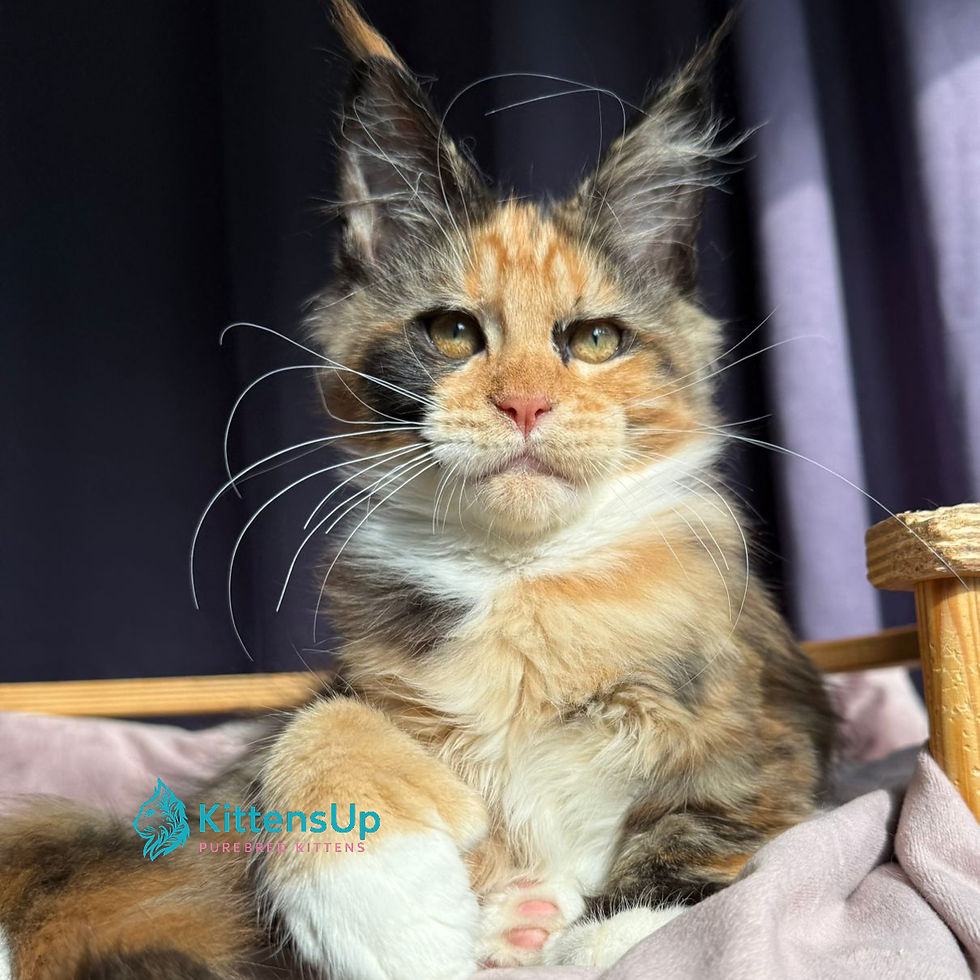 Maine Coon