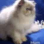 Thumbnail: Persian longhair