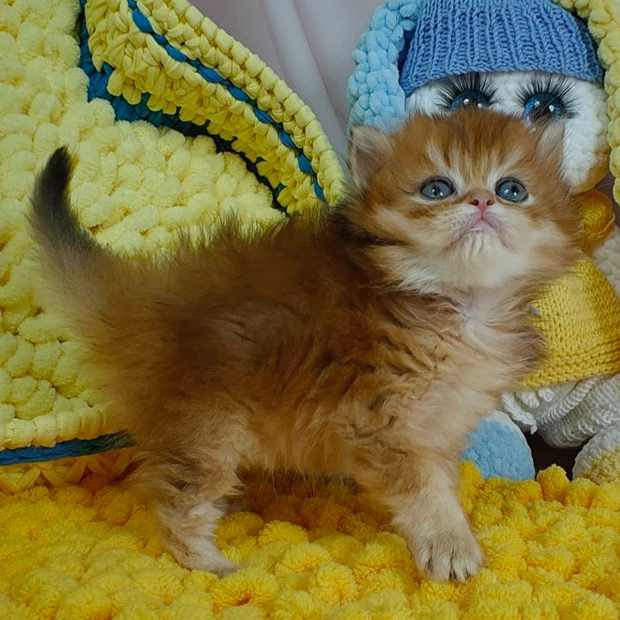 Thumbnail: 688 Winston (U) Scottish Straight longhair male kitten