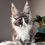 Thumbnail: 587 Tarantino (R) Maine Coon male kitten