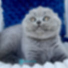 Thumbnail: Scottish fold