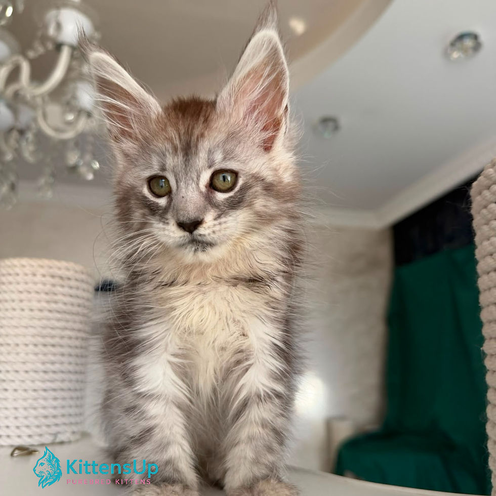 Maine Coon