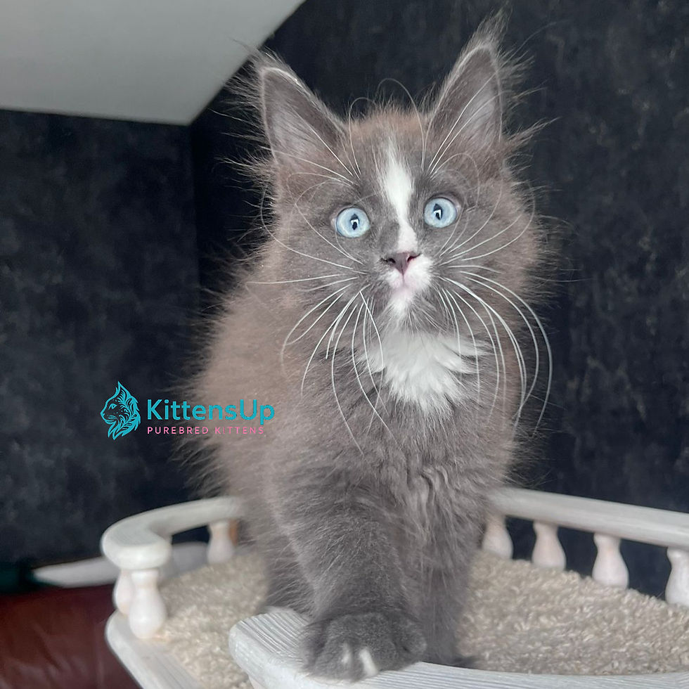 Maine Coon