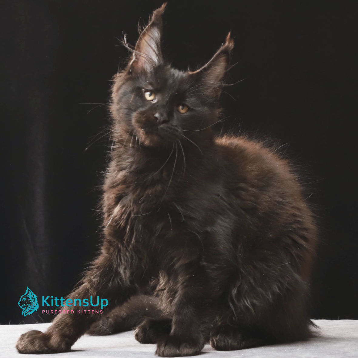 Maine Coon