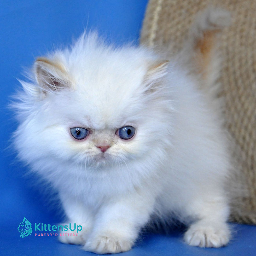Thumbnail: 148 Boston (U) Persian longhair male kitten