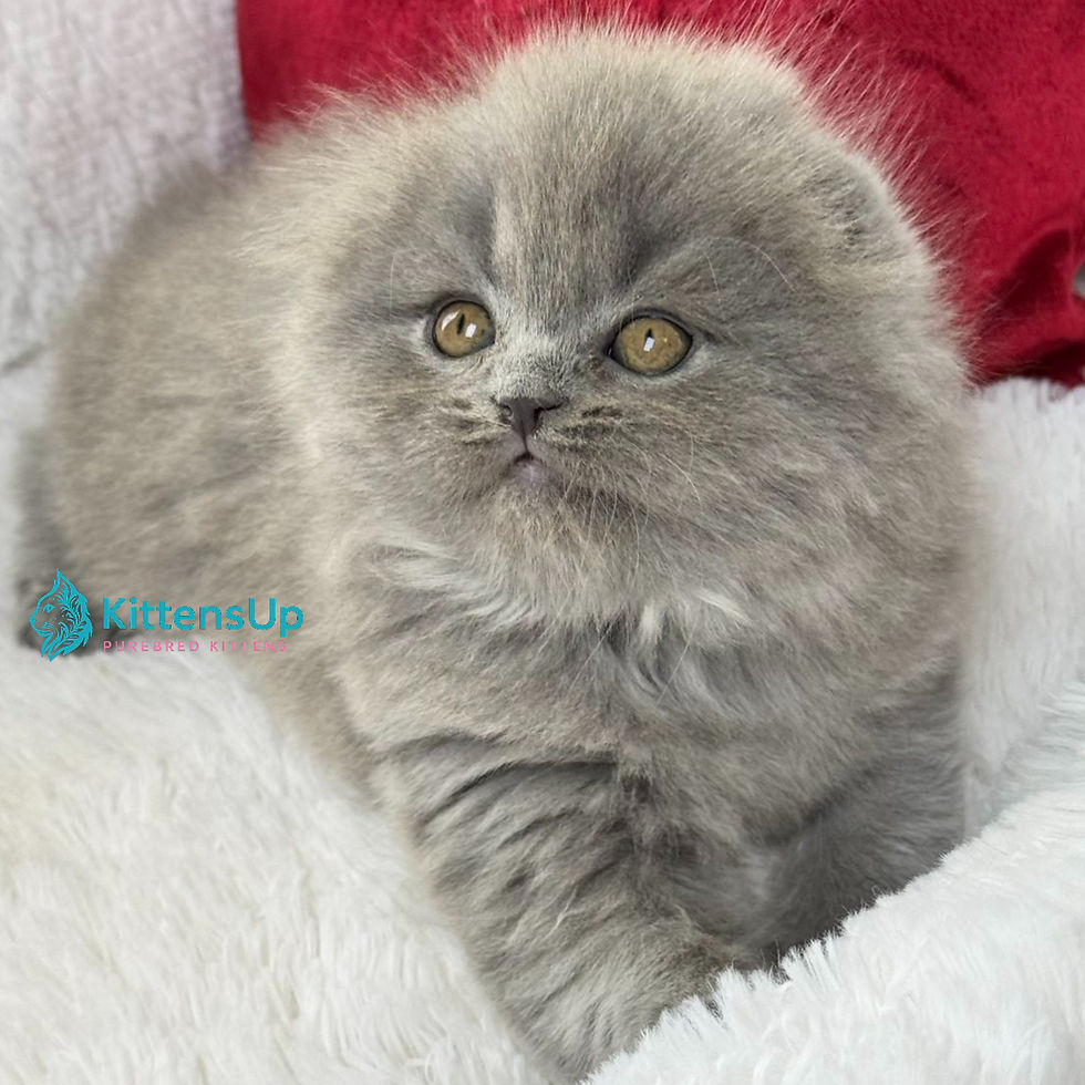 Scottish fold